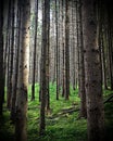 Pine forest Royalty Free Stock Photo