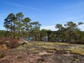 Pine forest trees in Iveland, Norway Royalty Free Stock Photo