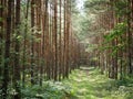 Pine forest trees light sunny day grass road beautiful