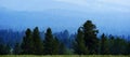 Pine Forest Trees with Misty Mountains Wilderness Smoke