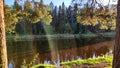 A pine forest with trees, trunks, water of a river or lake, illuminated by the summer, autumn, or spring evening sun. A Royalty Free Stock Photo