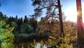 A pine forest with trees, trunks, water of a river or lake, illuminated by the summer, autumn, or spring evening sun. A Royalty Free Stock Photo