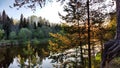 A pine forest with trees, trunks, water of a river or lake, illuminated by the summer, autumn, or spring evening sun. A Royalty Free Stock Photo