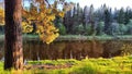 A pine forest with trees, trunks, water of a river or lake, illuminated by the summer, autumn, or spring evening sun. A Royalty Free Stock Photo