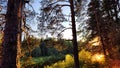 A pine forest with trees, trunks, water of a river or lake, illuminated by the summer, autumn, or spring evening sun. A Royalty Free Stock Photo