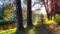 A pine forest with trees, trunks, water of a river or lake, illuminated by the summer, autumn, or spring evening sun. A Royalty Free Stock Photo