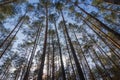 Pine forest under cloudy blue sky bottom view.Evening in a pine forest. The rays of the sun on the trees. bottom view Royalty Free Stock Photo