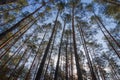 Pine forest under cloudy blue sky bottom view.Evening in a pine forest. The rays of the sun on the trees. bottom view Royalty Free Stock Photo