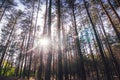 Pine forest under cloudy blue sky bottom view.Evening in a pine forest. The rays of the sun on the trees. bottom view. The sun Royalty Free Stock Photo