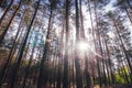 Pine forest under cloudy blue sky bottom view.Evening in a pine forest. The rays of the sun on the trees. bottom view. The sun Royalty Free Stock Photo
