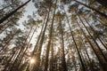 Pine forest under cloudy blue sky bottom view.Evening in a pine forest. The rays of the sun on the trees. bottom view. The sun Royalty Free Stock Photo