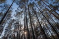 Pine forest under cloudy blue sky bottom view.Evening in a pine forest. The rays of the sun on the trees. bottom view. The sun Royalty Free Stock Photo