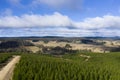 A pine forest under a cloudy blue sky Royalty Free Stock Photo