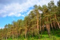 Pine forest under deep blue sky