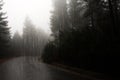 Pine forest under heavy rainfall during autumn