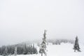 Pine forest under the snow