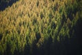 Pine forest under sunshine Royalty Free Stock Photo