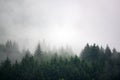 The pine forest in the valley in the morning is very foggy, the atmosphere looks scary Royalty Free Stock Photo