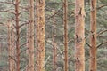 Pine forest vertical trunks