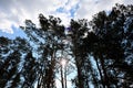 view from the bottom up on the branches of trees through which the sun`s rays of light break through Royalty Free Stock Photo