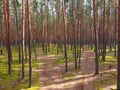 Pine forest, walk in the forest, tree trunks Royalty Free Stock Photo