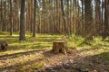 Pine forest, walk in the forest, tree trunks Royalty Free Stock Photo