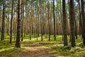 Pine forest, walk in the forest, tree trunks Royalty Free Stock Photo