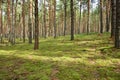 Pine forest, walk in the forest, tree trunks Royalty Free Stock Photo