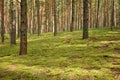 Pine forest, walk in the forest, tree trunks Royalty Free Stock Photo