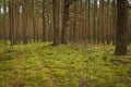 Pine forest, walk in the forest, tree trunks Royalty Free Stock Photo