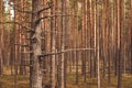 Pine forest, walk in the forest, tree trunks Royalty Free Stock Photo