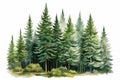 Pine forest on white background. Watercolor hand drawn illustration, Hand drawn watercolor coniferous forest illustration of Royalty Free Stock Photo