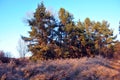 Pine forest and willows, rotten dry yellow grass, background of blue sky, sunny autumn day