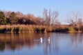 Pine forest and willows on the shore of the lake with two white swans, on a background of blue sky, sunny day Royalty Free Stock Photo