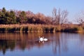 Pine forest and willows on the shore of the lake with two white swans, on a background of blue sky, sunny day Royalty Free Stock Photo