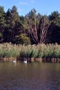 Pine forest and willows on the shore of the lake with two white swans, on a background of blue sky, sunny day Royalty Free Stock Photo
