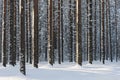 Snowy pine forest in winter Royalty Free Stock Photo