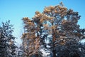 Pine forest in winter during the day in severe frost, Karelia. Snow on the coniferous branches. Frosty sunny weather