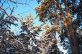 Pine forest in winter during the day in severe frost, Karelia. Snow on the coniferous branches. Frosty sunny weather