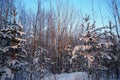 Pine forest in winter during the day in severe frost, Karelia. Snow on the coniferous branches. Frosty sunny weather