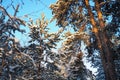 Pine forest in winter during the day in severe frost, Karelia. Snow on the coniferous branches. Frosty sunny weather