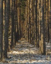 Pine forest in winter. The sun shines through the trees. Snow covered glade. Sun rays. Beautiful nature. Russia Royalty Free Stock Photo