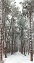 Pine forest in winter, trees, panorama
