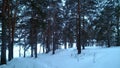 Pine forest in winter, a very beautiful sight for connoisseurs Royalty Free Stock Photo