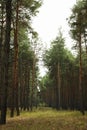 Pine forest on a wonderful bright day