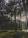 Pine forests along the river