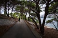 Pine forests of Cavtat. Dubrovnik. Croatia.