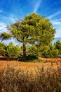 Pine forests in Conil, Cadiz Royalty Free Stock Photo