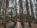 pine forests with low angle view