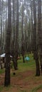 pine forests make most people choose to camp